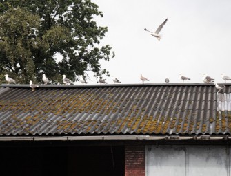 Nasse Schuhe und schöne Bilder-Erinnerungen – mein Deichbrand 2017