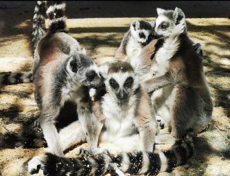Tiergarten Schönbrunn Wien – volles Haus After Corona