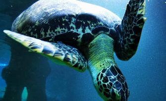 Aqua Terra Zoo – Haus des Meeres in Wien besucht