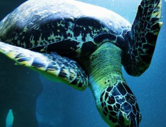 Aqua Terra Zoo – Haus des Meeres in Wien besucht