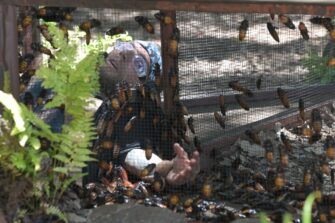 #IBES Dschungelcamp – FILIP holt den Titel DSCHUNGELKÖNIG