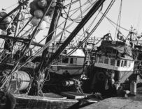 Der Hafen von Essaouira: Marokkos Fischer sind (nicht) gastfreundlich