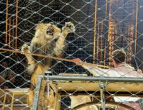 Circus Krone in Hamburg: Neue Show, die von Protesten gestört wurde